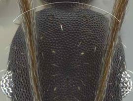 Anterior view of head, adult worker. Posterior head margin relatively narrow and rounded. Photo by Jeremy Pillow,  Antweb.org .