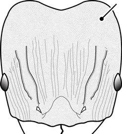 Anterior view of head, adult worker. The posterolateral lobes with a distinct punctate ground sculpture, giving the head a dull appearance, and also lacking rugae. Used in Antkey to separate the major workers of  Pheidole anastasii, Pheidole bilimeki  and  Pheidole punctatissima  from those of all other  Pheidole  species.