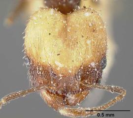 Anterior view of head, adult worker.  Photo by John T. Longino,  Antweb.org .