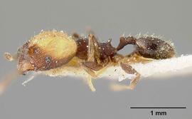 Lateral view of body, entire, adult worker.  Photo by John T. Longino,  Antweb.org .