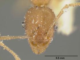 Anterior view of head, adult worker.  Photo by Z. Lieberman,  Antweb.org .