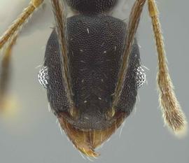 Anterior view of head, adult worker.  Photo by Jeremy Pillow,  Antweb.org .