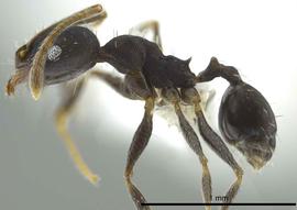 Lateral view of body, entire, adult worker.  Photo by Jeremy Pillow,  Antweb.org .