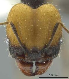 Anterior view of head, adult worker.  Photo by Jeremy Pillow,  Antweb.org .