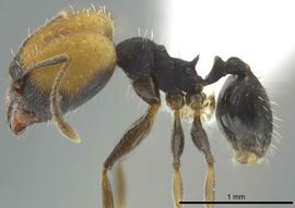 Lateral view of body, entire, adult worker.  Photo by Jeremy Pillow,  Antweb.org .