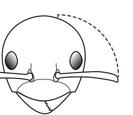 Anterior view of antennal scape, adult worker. Antennal scapes do not exceed posterior head margin by a distance greater than half eye length. Separates  Plagiolepis exigua  from  Plagiolepis alluaudi  and  Plagiolepis pygmae .