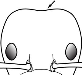 Anterior view of head, adult worker. The posterior margin of the head weakly concave to flat, but never strongly convex. Used in Antkey to separate  Plagiolepis exigua  from  Plagiolepis alluaudi  and  Plagiolepis pygmaea .