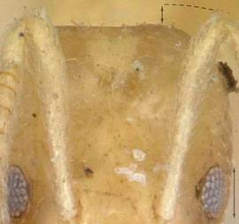 Close-up view of antennal scape, adult worker. Antennal scapes short, not exceeding the posterior head margin by a distance greater than half the eye length. Photo by Michele Esposito,  Antweb.org , modified.