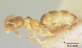 Lateral view of body, entire, adult worker.  Photo by Michele Esposito,  Antweb.org .