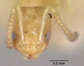 Anterior view of head, adult worker.  Photo by Michele Esposito,  Antweb.org .