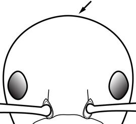 Anterior view of head, adult worker. The posterior margin of the head is distinctly convex. Used in Antkey to separate  Plagiolepis alluaudi  and  Plagiolepis pygmaea  from  Plagiolepis exigua .