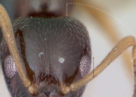 Anterior view of antennal scape, adult worker. Antennal scapes long, exceeding the posterior head margin by a distance greater than half the eye length. Photo by April Nobile,  Antweb.org , modified.