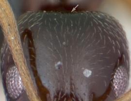 Anterior view of head, adult worker. Posterior head margin weakly concave. Photo by April Nobile,  Antweb.org , modified.