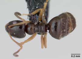 Dorsal view of body, entire, adult worker.  Photo by April Nobile,  Antweb.org .