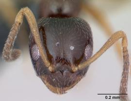 Anterior view of head, adult worker. Photo by April Nobile,  Antweb.org .