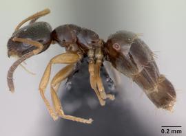 Lateral view of body, entire, adult worker.  Photo by April Nobile,  Antweb.org .