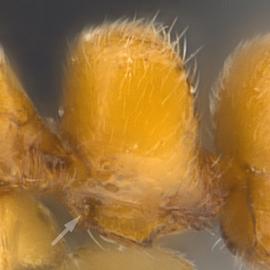 Lateral view of petiole, adult worker. Subpetiolar process with fenestra.
