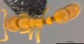 Dorsal view of body, entire, adult worker.