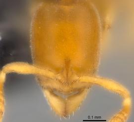 Anterior view of head, adult worker.