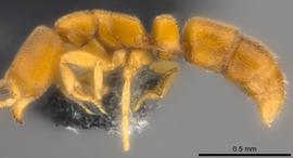Lateral view of body, entire, adult worker.