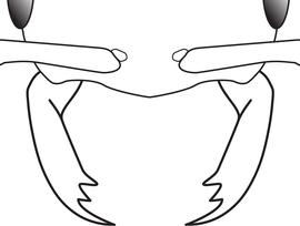 Anterior view of mandibles, adult worker. Mandibles tridentate.