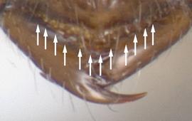 Close-up view of clypeus, adult worker. Anterior margin of clypeus armed with a row of small denticles.