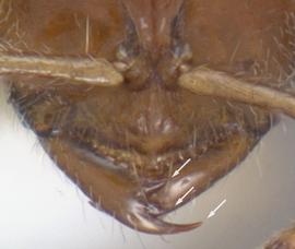 Anterior dorsal view of mandibles, adult worker. Mandibles tridentate.