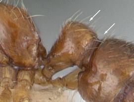 Lateral view of petiole, adult worker. Petiole broadly attached to gaster and lacking a posterior face.