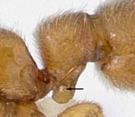 Lateral view of petiole, adult worker. Subpetiolar process broad and with fenestra present.