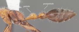 Lateral view of waist, adult worker. Waist with two segments. Photo by April Nobile,  Antweb.org , modified.