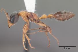 Lateral view of body, entire, adult worker.  Photo by April Nobile,  Antweb.org .