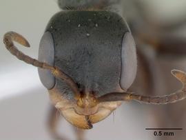 Anterior view of head, adult worker.  Photo by April Nobile,  Antweb.org .