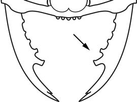 Anterior dorsal view of mandibles, adult worker. The mandible long and linear with seven teeth (one apical, one sub-apical, and five basal).