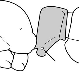 Lateral view of petiole, adult worker. The subpetiolar process narrow and with a fenestra absent. Used in Antkey to separate  B. zwaluwenburgi  from  Prionopelta antillana. 