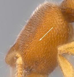 Lateral view of head, adult worker. Eyes absent.