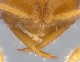 Anterior dorsal view of mandibles, adult worker. Mandibles long and linear with seven teeth (one apical, one sub-apical, and five basal).