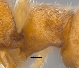 Close-up view of petiole, adult worker. Subpetiolar process narrow and with fenestra absent.