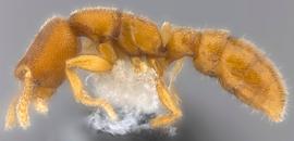 Lateral view of body, entire, adult worker.