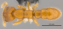 Dorsal view of body, entire, adult worker.