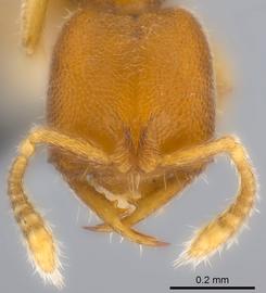 Anterior view of head, adult worker.