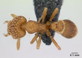 Dorsal view of body, entire, adult worker.  Photo by Erin Prado,  Antweb.org .