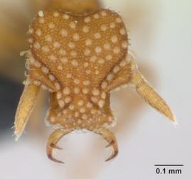 Anterior view of head, adult worker. Photo by Erin Prado,  Antweb.org .