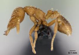Lateral view of body, entire, adult worker.  Photo by Erin Prado,  Antweb.org .