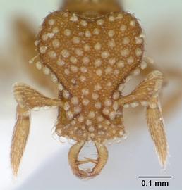 Anterior view of head, adult worker.  Photo by April Nobile,  Antweb.org .