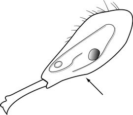 Lateral view of head, adult worker. The ventral margin of the head is entire and lacks a distinct notch just anterior to the eyes. Used in Antkey to separate  Strumigenys godeffroyi ,  Strumigenys lanuginosa ,  Strumigenys lewisi  and  Strumigenys silvestrii  from  Strumigenys rogeri .