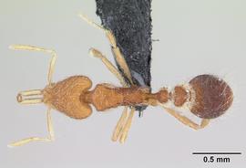 Dorsal view of body, entire, adult worker.  Photo by April Nobile,  Antweb.org .
