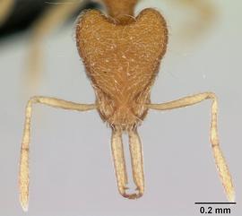 Anterior view of head, adult worker.  Photo by April Nobile,  Antweb.org .