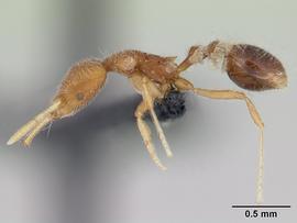 Lateral view of body, entire, adult worker.  Photo by April Nobile,  Antweb.org .