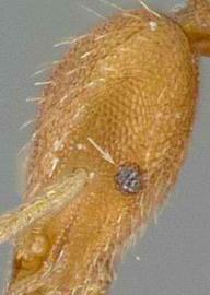 Lateral view of eye / ocellus, adult worker. Eye on lower margin of scrobe.