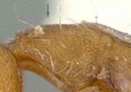 Lateral view of thorax / mesosoma, adult worker. Mesosoma lacking dense pelt of short hairs on dorsal surface.